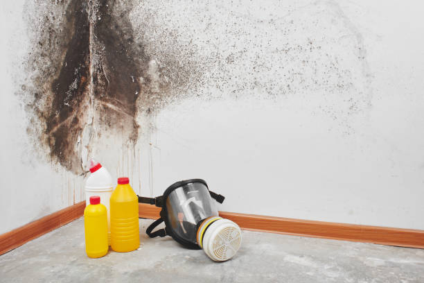 Attic Mold Removal in Red Oak, IA