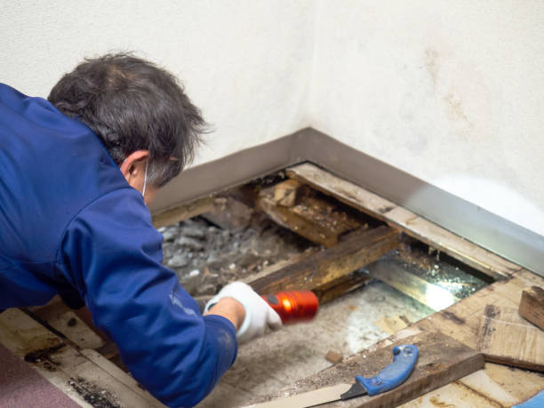 Best Office Mold Removal Services  in Red Oak, IA