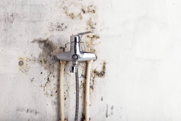 Best Fast Mold Removal  in Red Oak, IA