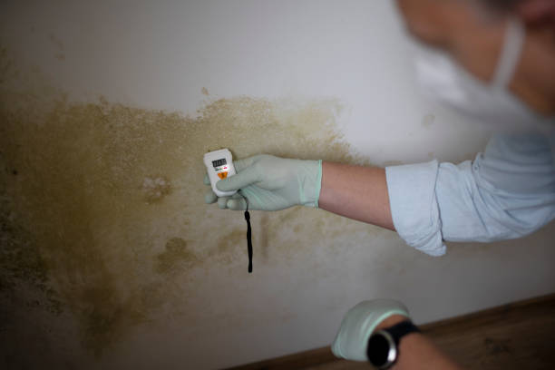 Best Emergency Mold Removal  in Red Oak, IA