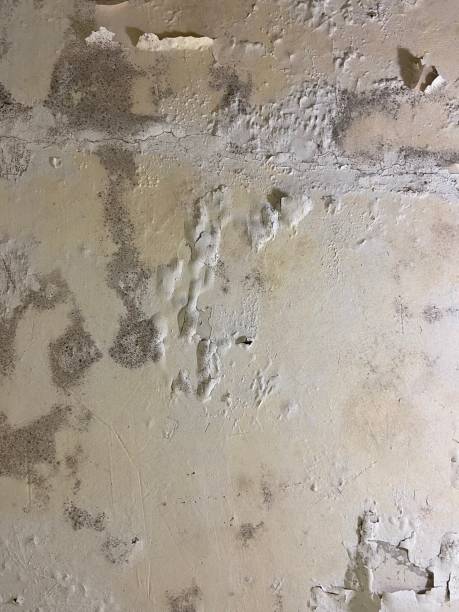 Best Black Mold Removal  in Red Oak, IA