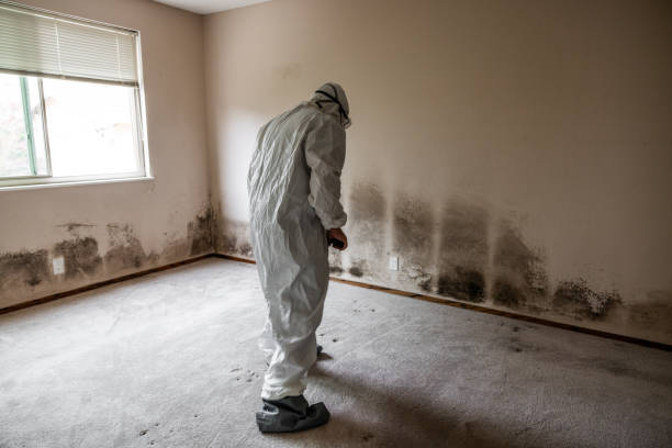 Trusted Red Oak, IA Mold Removal Experts