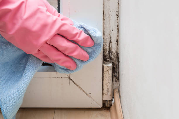 Home Mold Removal in Red Oak, IA